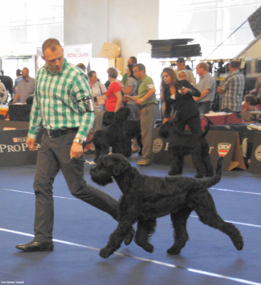 Riesenschnauzer Hündin Aurelia vom Römer Kastell