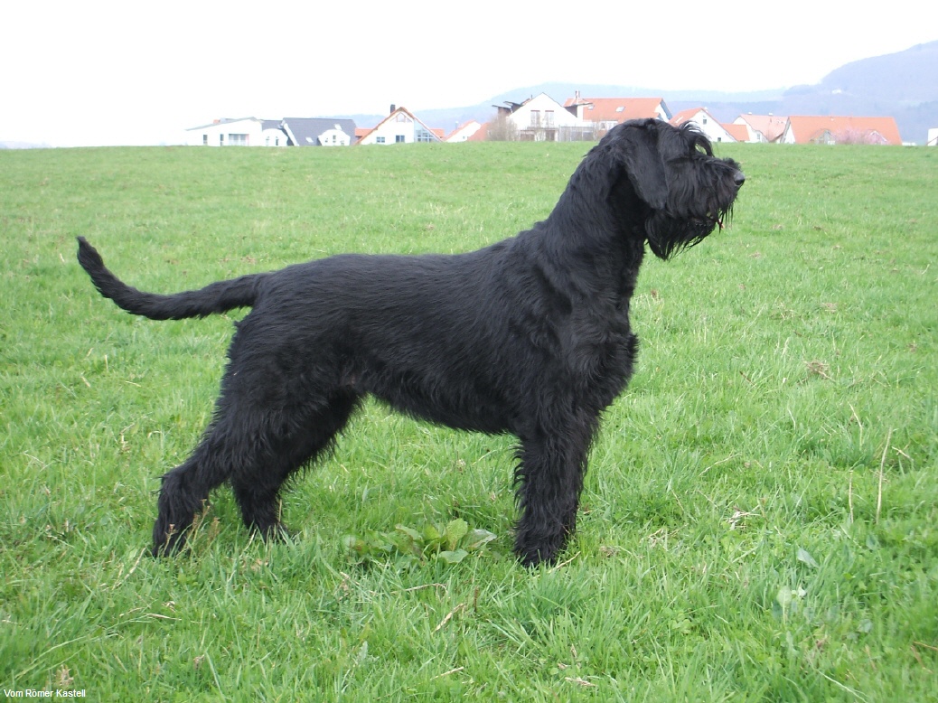 Riesenschnauzer Hündin Cora