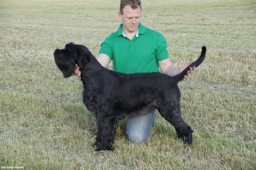 Riesenschnauzer Hündin Ninja